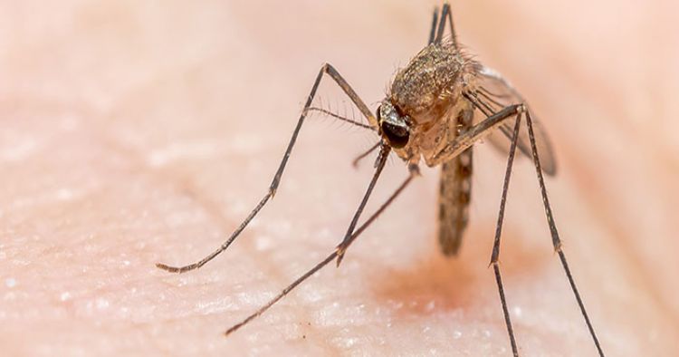 मलेरिया के लक्षण, इलाज और बचाव