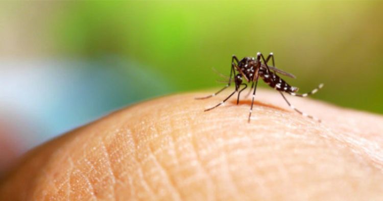 डेंगू के लक्षण, कारण और बचाव के उपाय