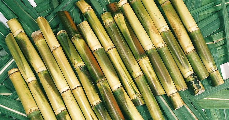 गन्ने के फायदे और गन्ने का जूस पीने के फायदे – Sugarcane Ke Fayde