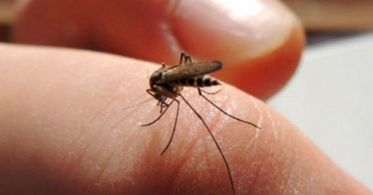 मलेरिया (विषमज्वर) क्या है | मलेरिया के कारण, लक्षण और घरेलु इलाज